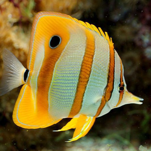 皇家火箭魚最害怕三個東西，皇家火箭魚三大致命威脅 皇家火箭魚最害怕三個東西，皇家火箭魚三大致命威脅 龍魚論壇 第1張