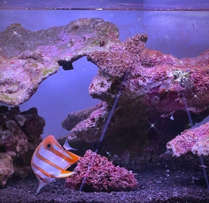 皇家火箭魚最害怕三個東西，皇家火箭魚三大致命威脅 皇家火箭魚最害怕三個東西，皇家火箭魚三大致命威脅 龍魚論壇 第6張