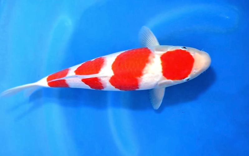 丹頂紅白錦鯉圖片，丹頂紅白錦鯉