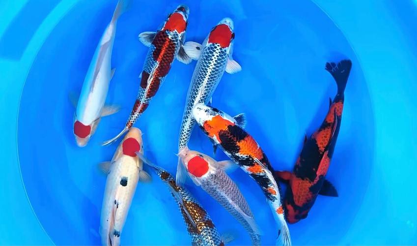 丹頂紅白錦鯉圖片，丹頂紅白錦鯉