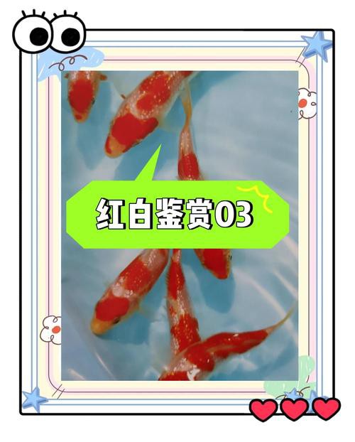丹頂紅白錦鯉圖片，丹頂紅白錦鯉