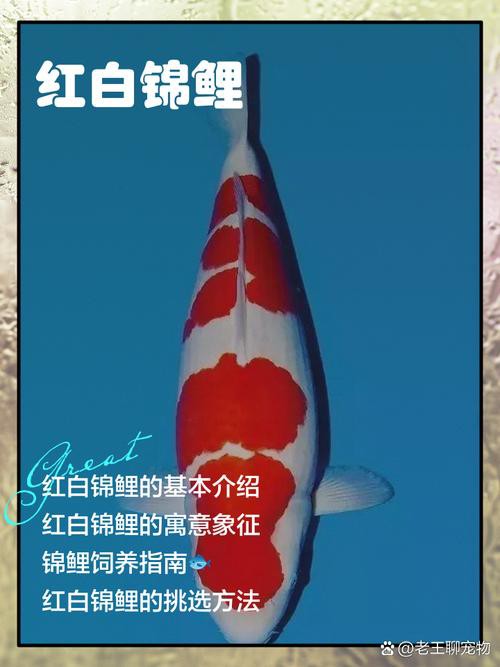 丹頂紅白錦鯉圖片，丹頂紅白錦鯉