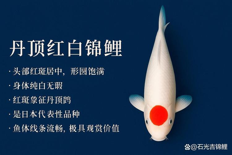 丹頂紅白錦鯉圖片，丹頂紅白錦鯉