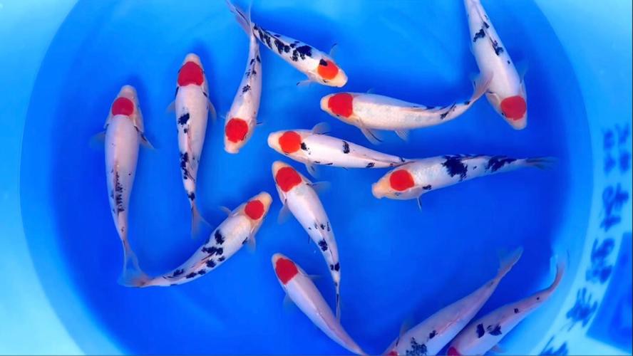 丹頂紅白錦鯉圖片，丹頂紅白錦鯉