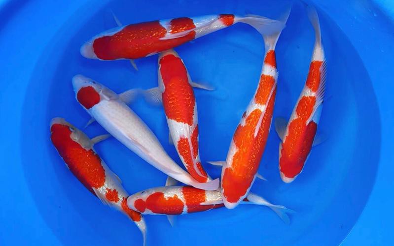 丹頂紅白錦鯉圖片，丹頂紅白錦鯉