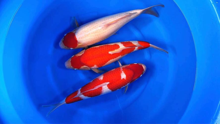 丹頂紅白錦鯉圖片，丹頂紅白錦鯉