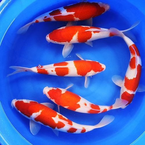 丹頂紅白錦鯉圖片，丹頂紅白錦鯉