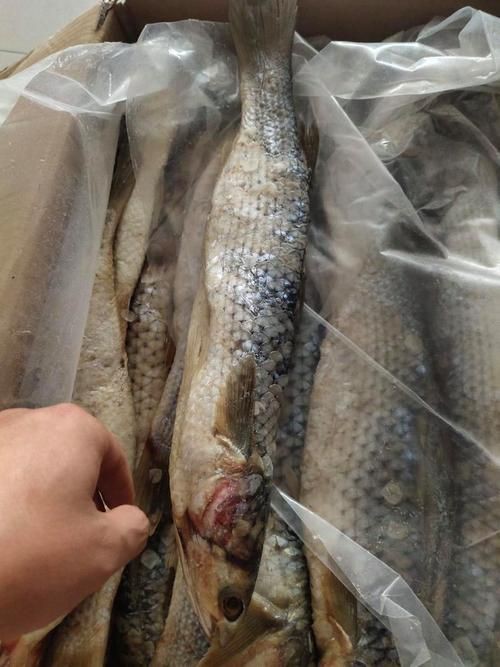 爛肉梭魚圖片，廣東沿海對海鰱展開