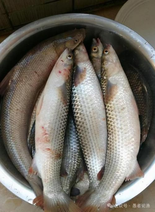 爛肉梭魚圖片，廣東沿海對海鰱展開