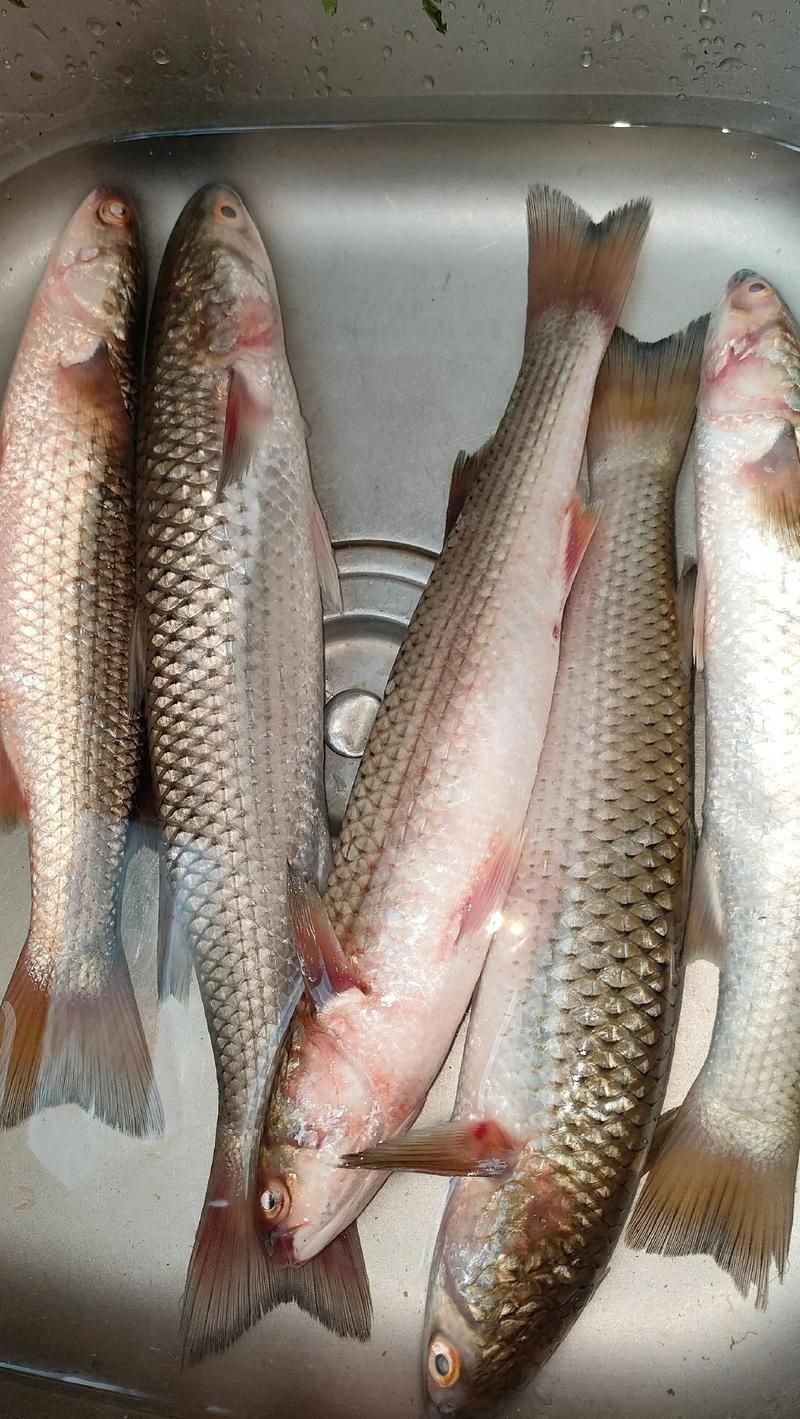 爛肉梭魚圖片，廣東沿海對海鰱展開