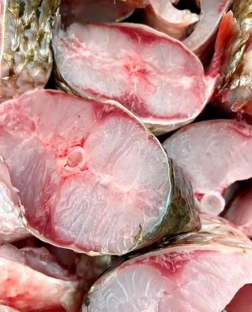 爛肉梭魚圖片，廣東沿海對海鰱展開