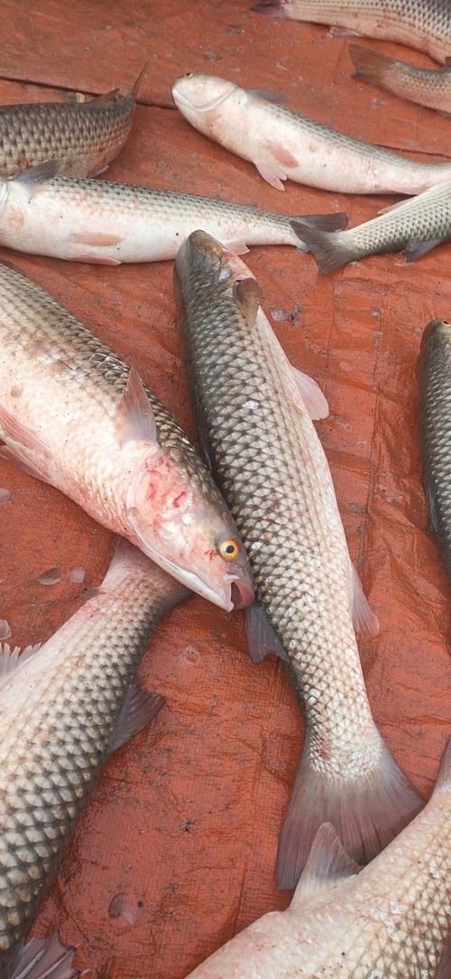 爛肉梭魚圖片，廣東沿海對海鰱展開