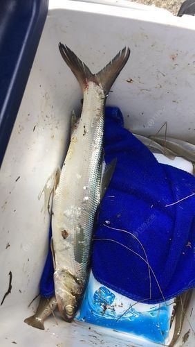 爛肉梭魚圖片，廣東沿海對海鰱展開