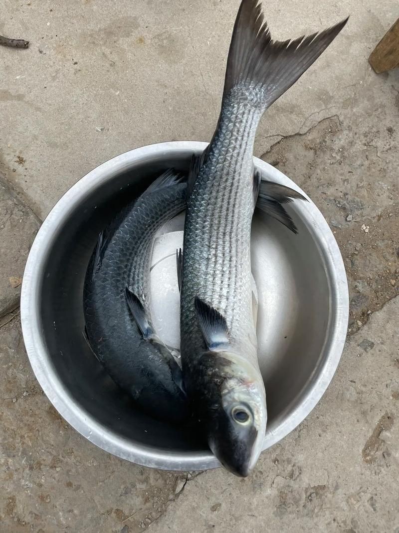 爛肉梭魚圖片，廣東沿海對海鰱展開