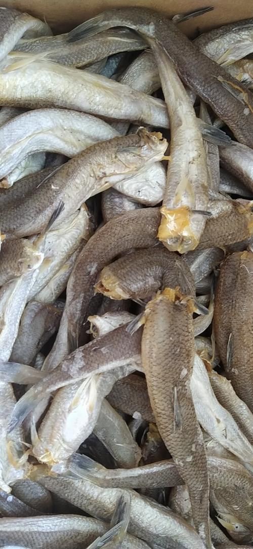 爛肉梭魚圖片，廣東沿海對海鰱展開
