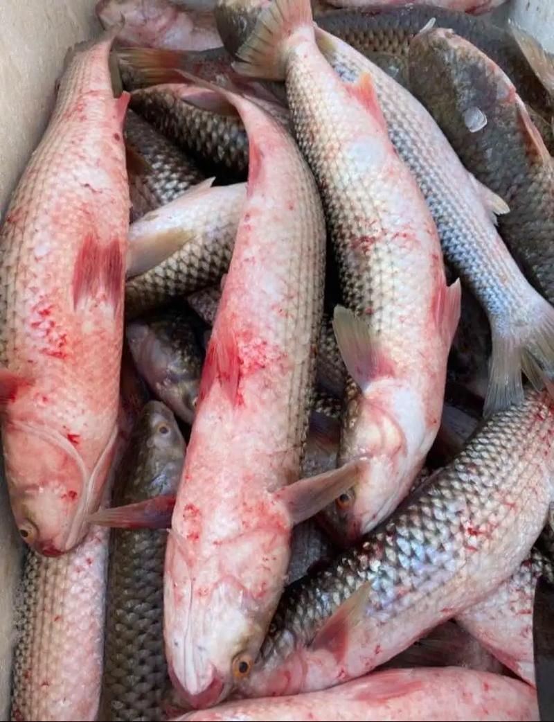 爛肉梭魚圖片，廣東沿海對海鰱展開