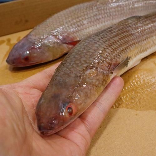 爛肉梭魚圖片，廣東沿海對海鰱展開