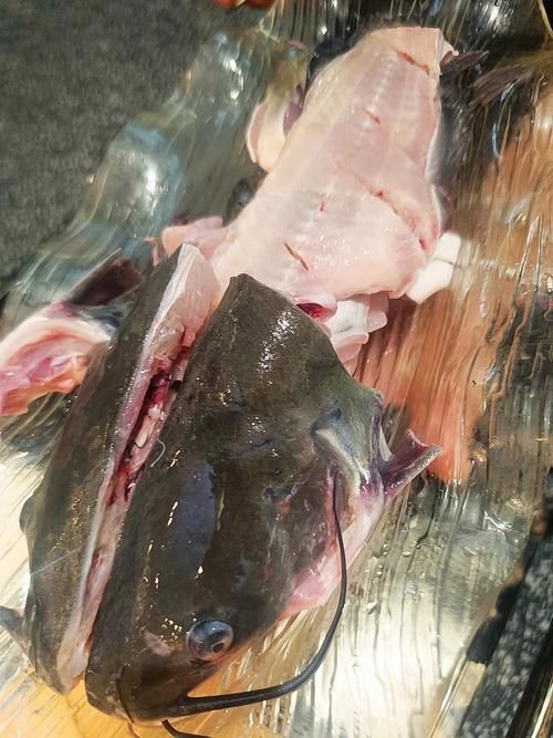 爛肉梭魚圖片，廣東沿海對海鰱展開