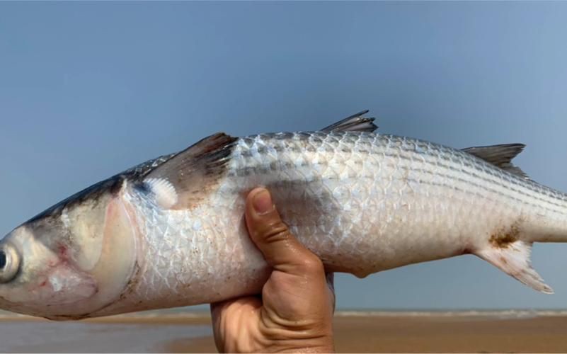 爛肉梭魚圖片，廣東沿海對海鰱展開
