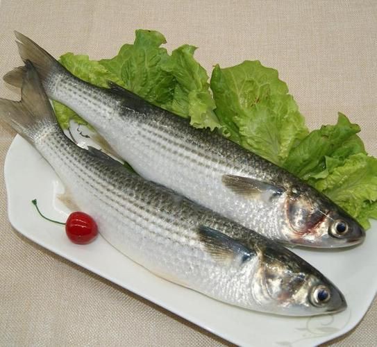 爛肉梭魚圖片，廣東沿海對海鰱展開