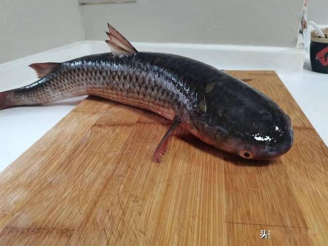 爛肉梭魚圖片，廣東沿海對海鰱展開