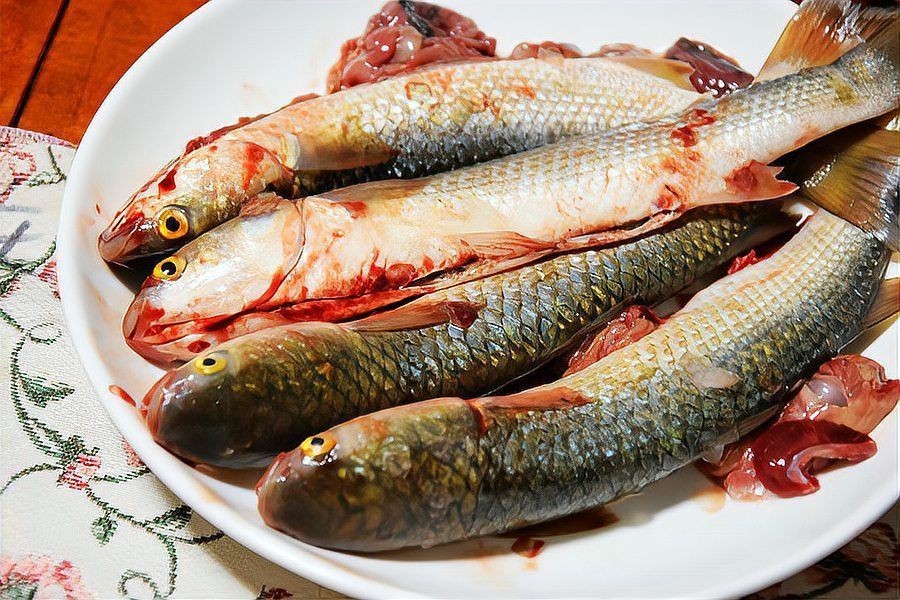 爛肉梭魚圖片，廣東沿海對海鰱展開