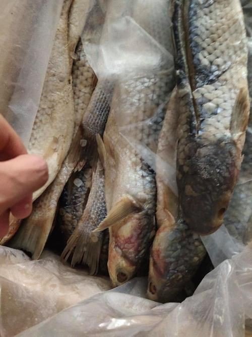 爛肉梭魚圖片，廣東沿海對海鰱展開