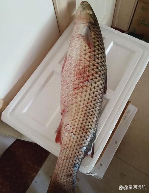 爛肉梭魚圖片，廣東沿海對海鰱展開