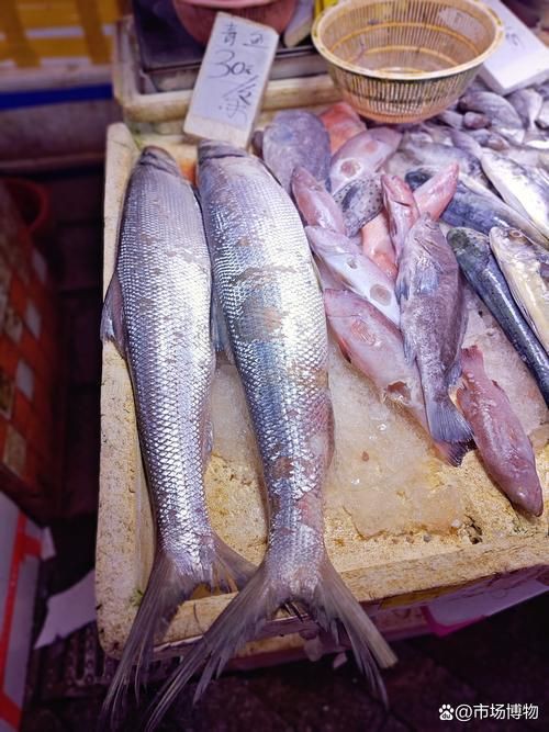 爛肉梭魚圖片，廣東沿海對海鰱展開