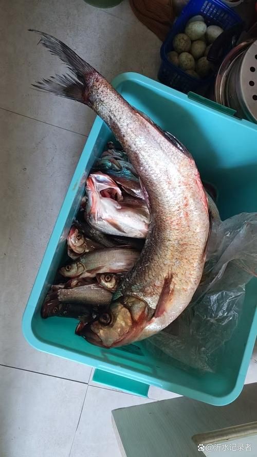 爛肉梭魚圖片，廣東沿海對海鰱展開