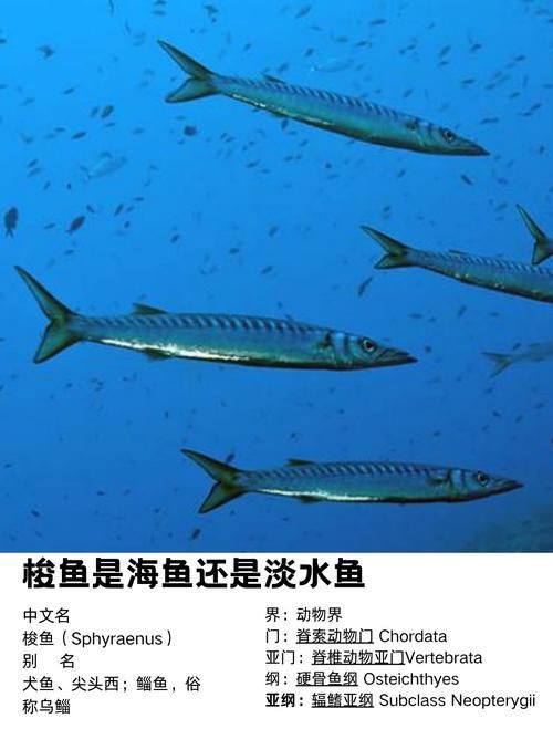 爛肉梭魚圖片，廣東沿海對海鰱展開