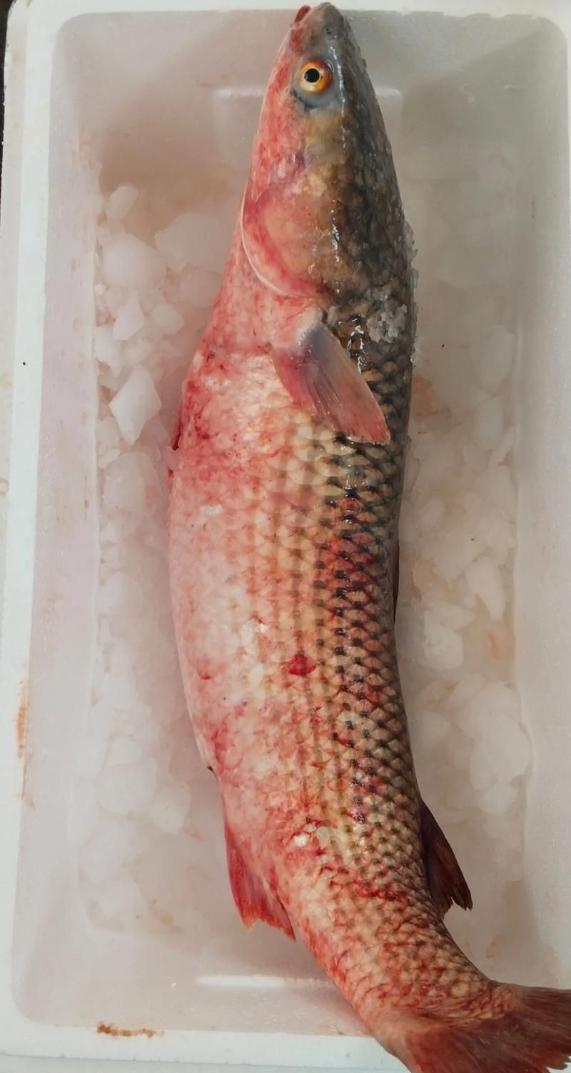 爛肉梭魚圖片，廣東沿海對海鰱展開