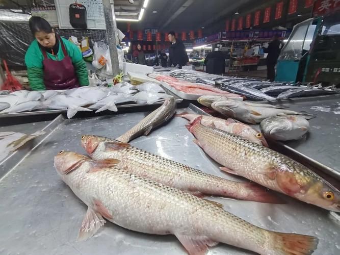 爛肉梭魚圖片，廣東沿海對海鰱展開