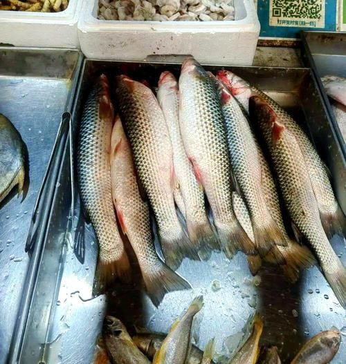 爛肉梭魚圖片，廣東沿海對海鰱展開