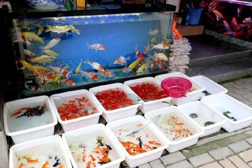高陵魚缸店，西安市高陵區多瑞多鑫魚缸花卉館名錄集做生意店為啥要養魚