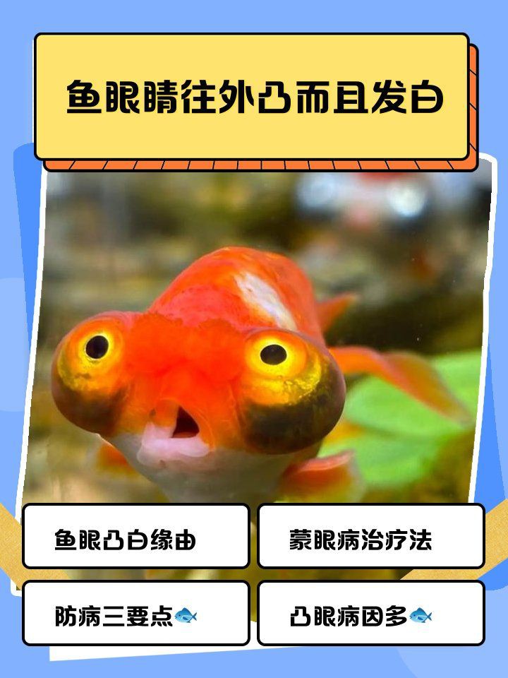 關刀魚眼睛突出來還爛了是咋回事，關刀魚眼睛突出并伴隨腐爛的原因是什么