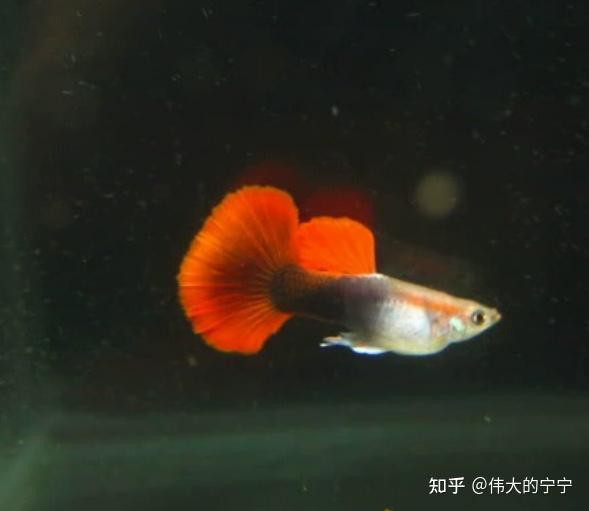 鳳尾魚觀賞魚，鳳尾魚是一種不為人知的復雜需求