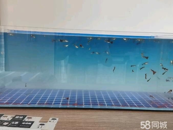 沈陽魚缸定做,沈陽魚缸定做廠家推薦 全國水族館企業名錄 第5張 沈陽魚缸定做,沈陽魚缸定做廠家推薦 沈陽魚缸定做,沈陽魚缸定做廠家推薦 全國水族館企業名錄 第5張