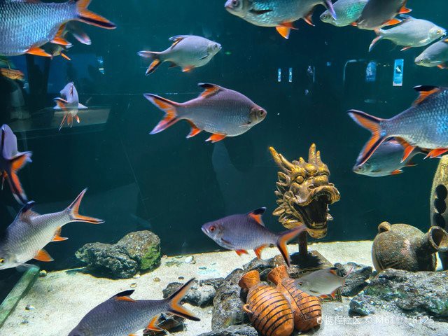 渝中水族店，重慶市渝中區(qū)多彩水族館