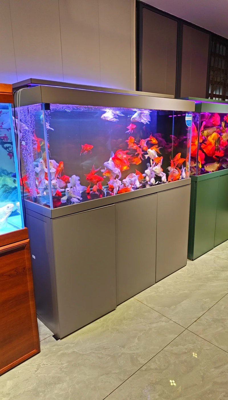 渝中水族店，重慶市渝中區(qū)多彩水族館
