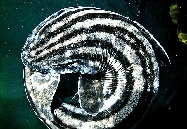 貓鯊和狗鯊有什么區別，浙江海洋監測預報貓鯊與狗鯊區別經濟科技千奇百怪的鯊魚科普中國