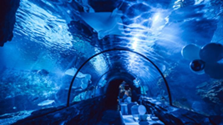 鹽都水族店，江蘇鹽都水族店推薦一些特色水族店