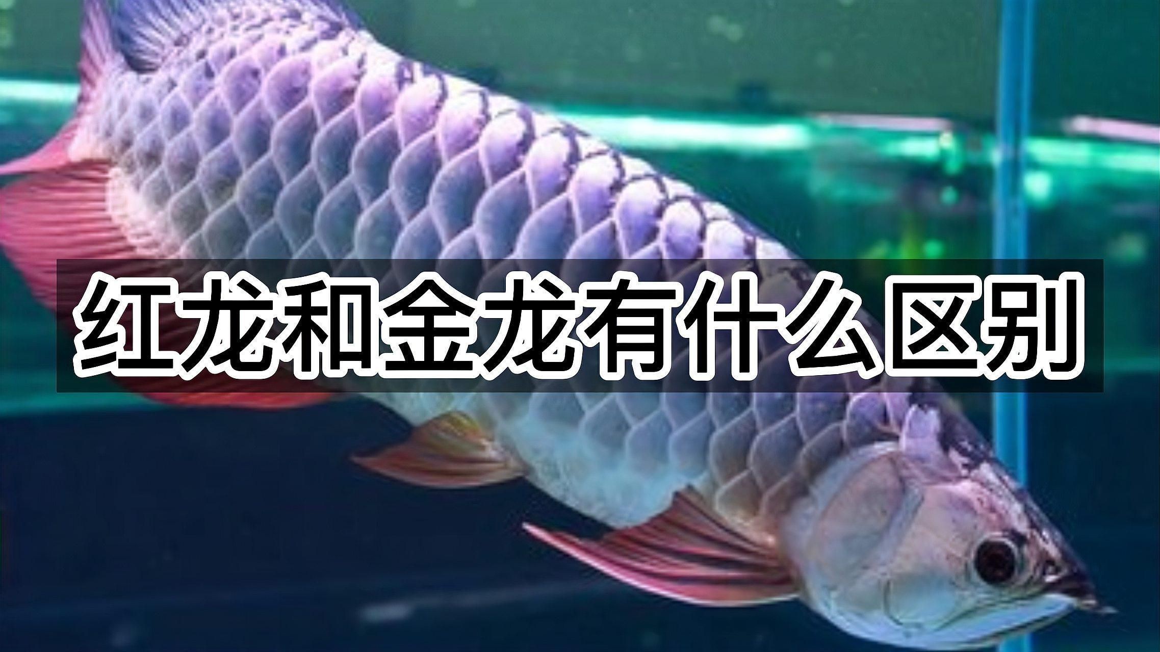 紅龍與金龍的區(qū)別，《紅龍與金龍的區(qū)別》