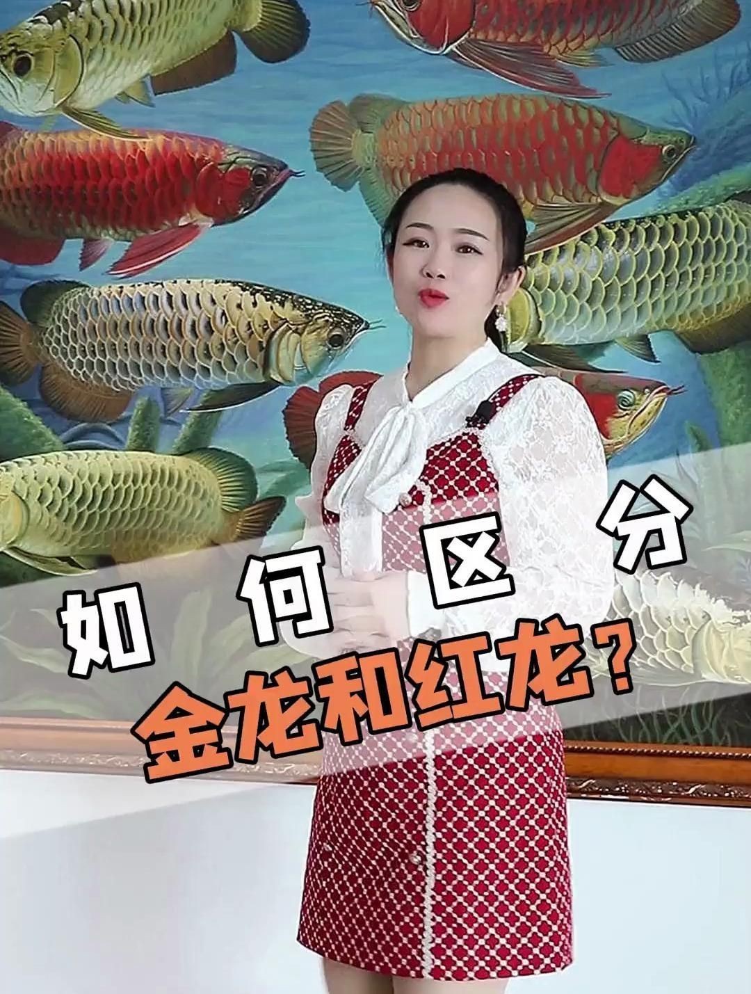 紅龍與金龍的區(qū)別，《紅龍與金龍的區(qū)別》