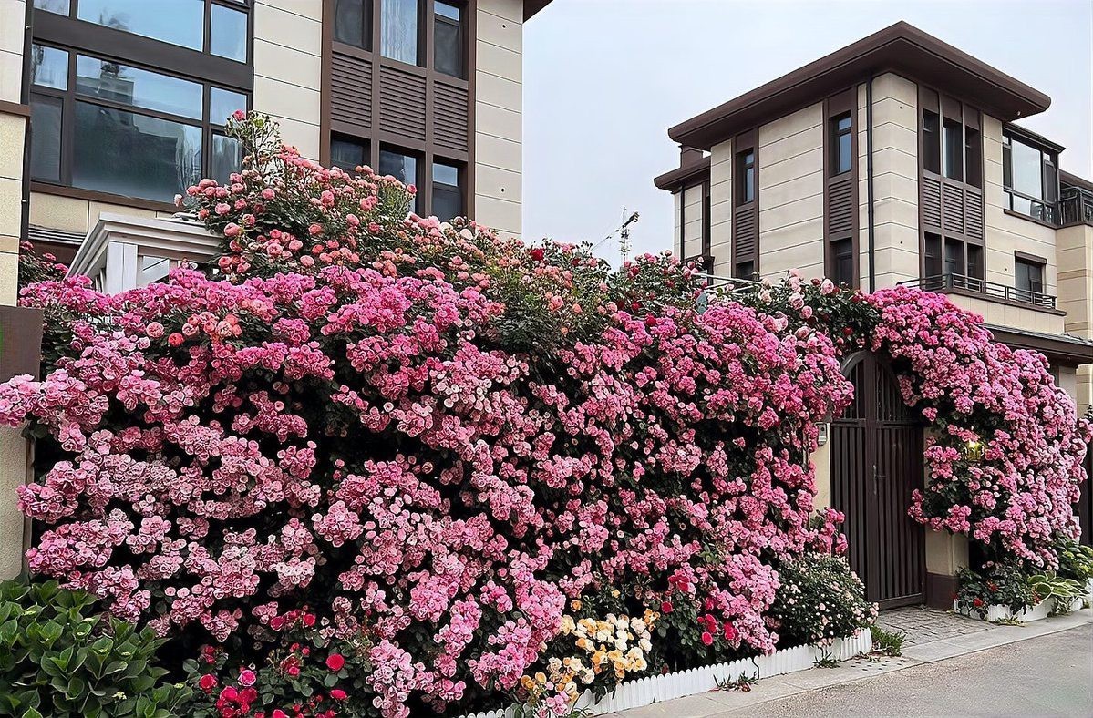 幾乎不生病的爬藤月季品種，爬藤月季品種低溫環境下越冬不生病的優質92%以上