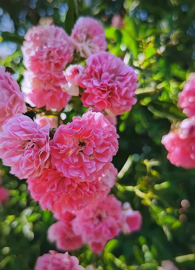 幾乎不生病的爬藤月季品種，爬藤月季品種低溫環境下越冬不生病的優質92%以上