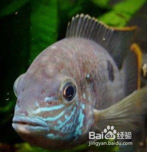 紅尾皇冠魚兇不兇，紅尾皇冠魚怎么養(yǎng)？