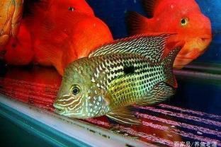 紅尾皇冠魚兇不兇，紅尾皇冠魚怎么養(yǎng)？