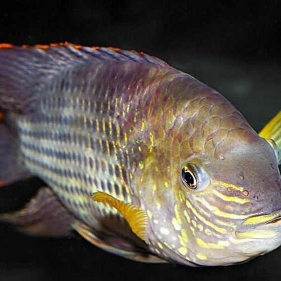 紅尾皇冠魚兇不兇，紅尾皇冠魚怎么養(yǎng)？