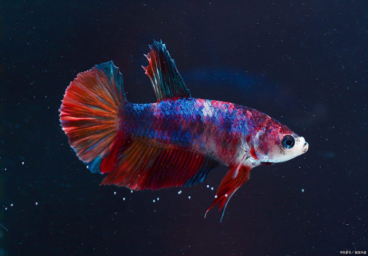 紅尾皇冠魚兇不兇，紅尾皇冠魚怎么養(yǎng)？